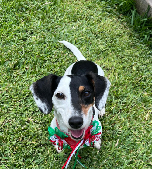 Jolie
