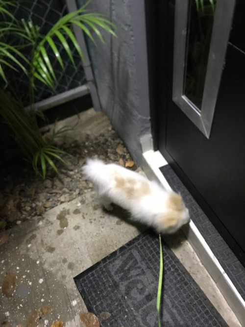 Yeti