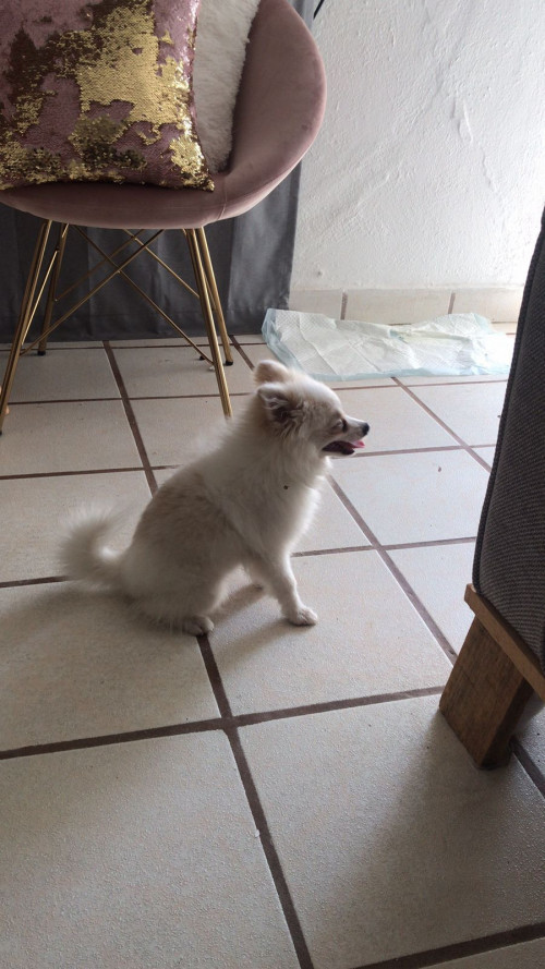Yeti