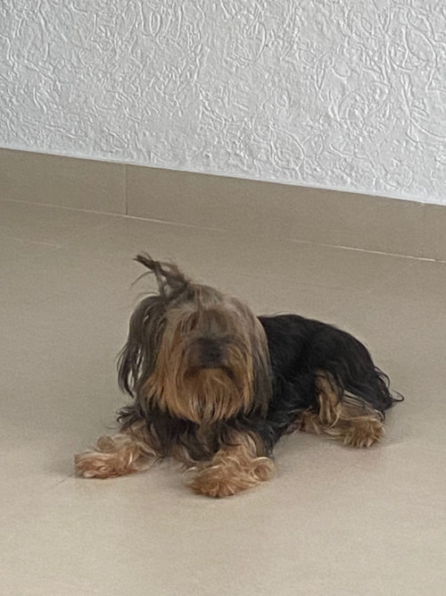 Rocky Alejandro