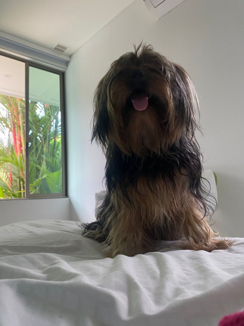 Rocky Alejandro