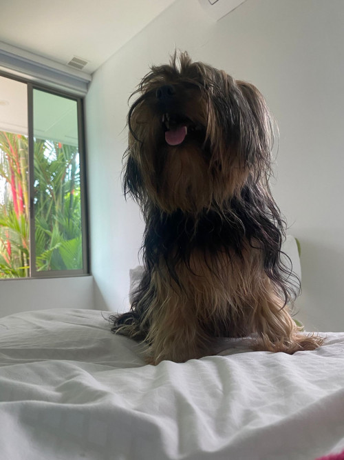 Rocky Alejandro