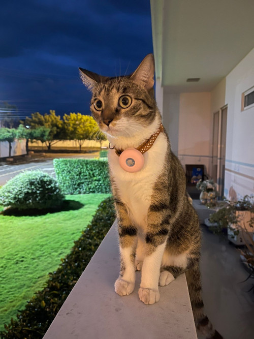 Nala