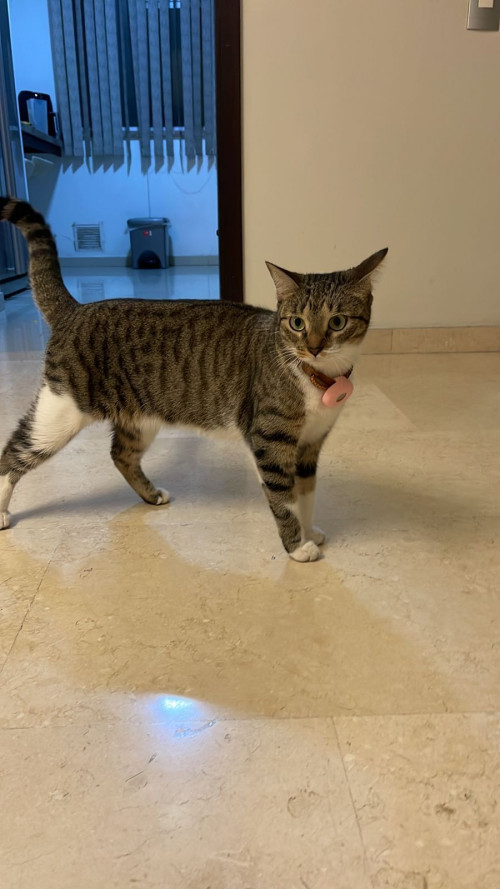 Nala