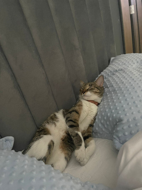 Nala