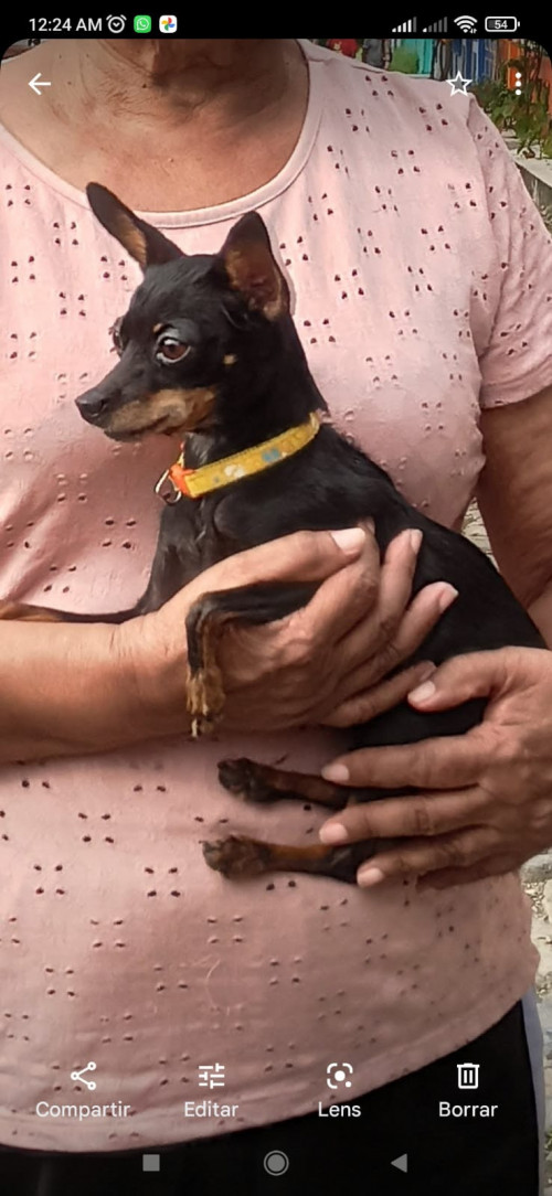 Diva