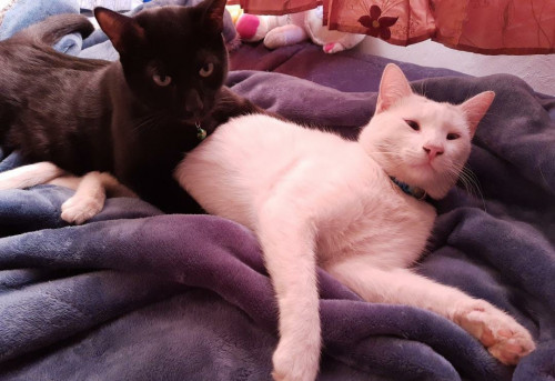 Elfo Y Tete