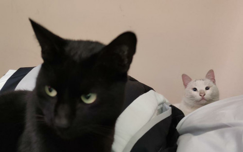 Elfo Y Tete