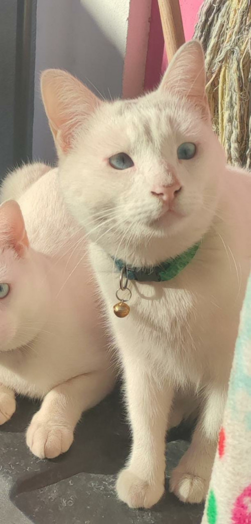 Elfo Y Tete
