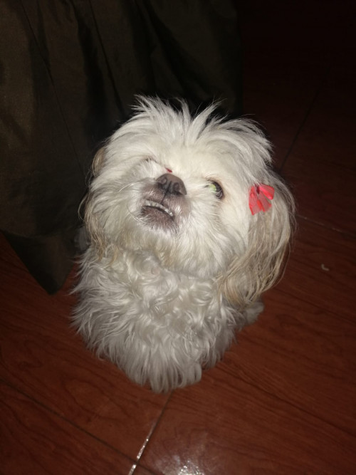 Molly