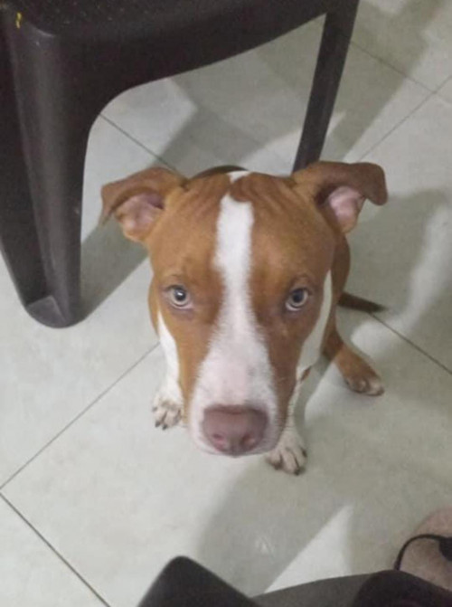 Atenea