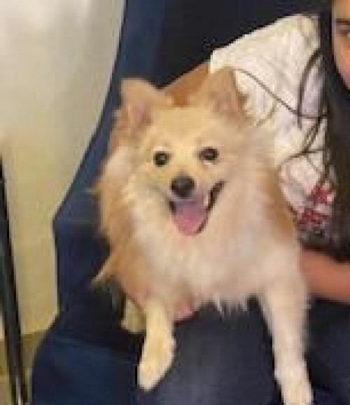 Hachi