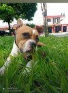 Foto de Nala en Villavicencio Meta #3