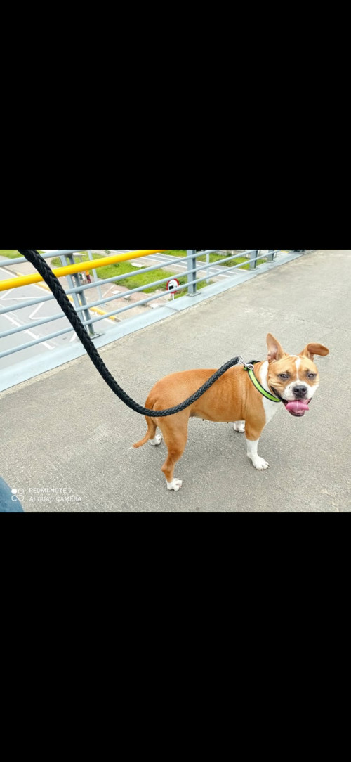 Nala