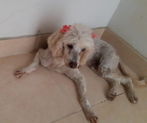 Estrella
