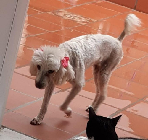 Estrella
