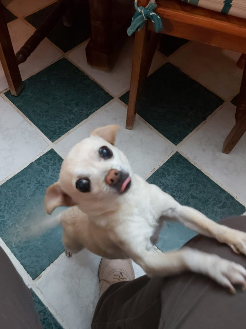 Joyita