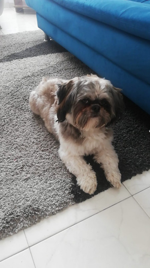 Otto