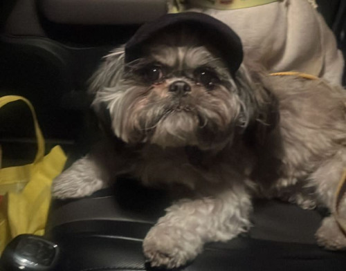 Otto