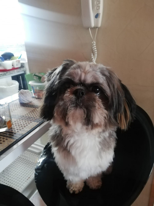 Otto