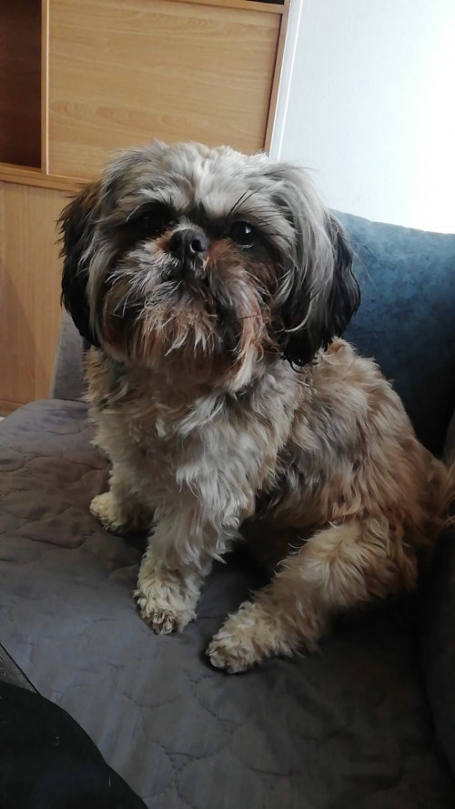 Otto