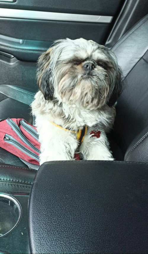 Otto