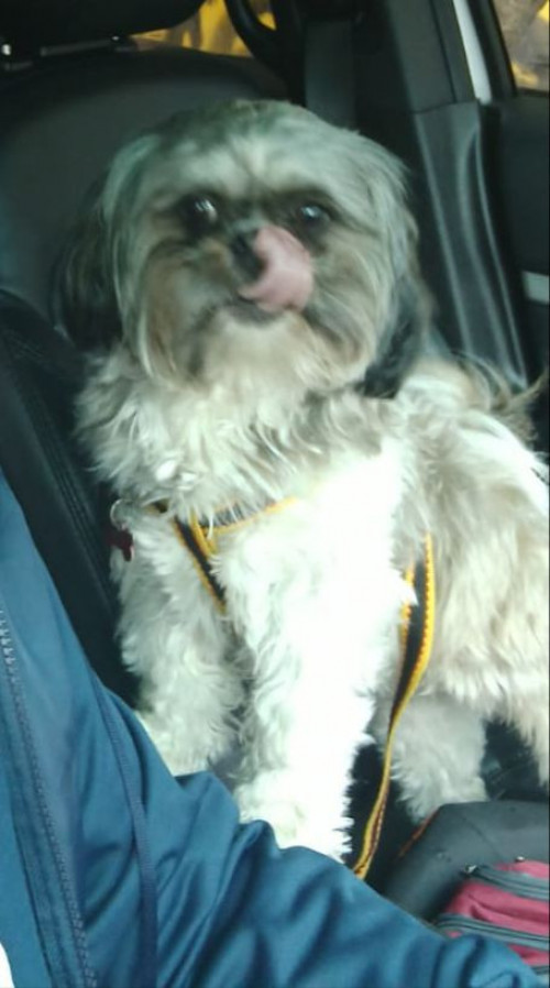 Otto