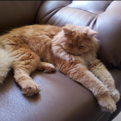 Paco