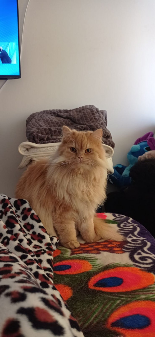 Paco