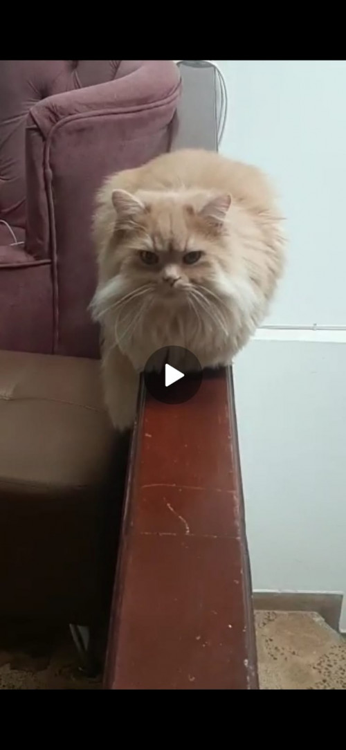 Paco