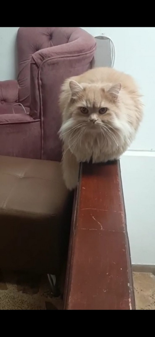 Paco
