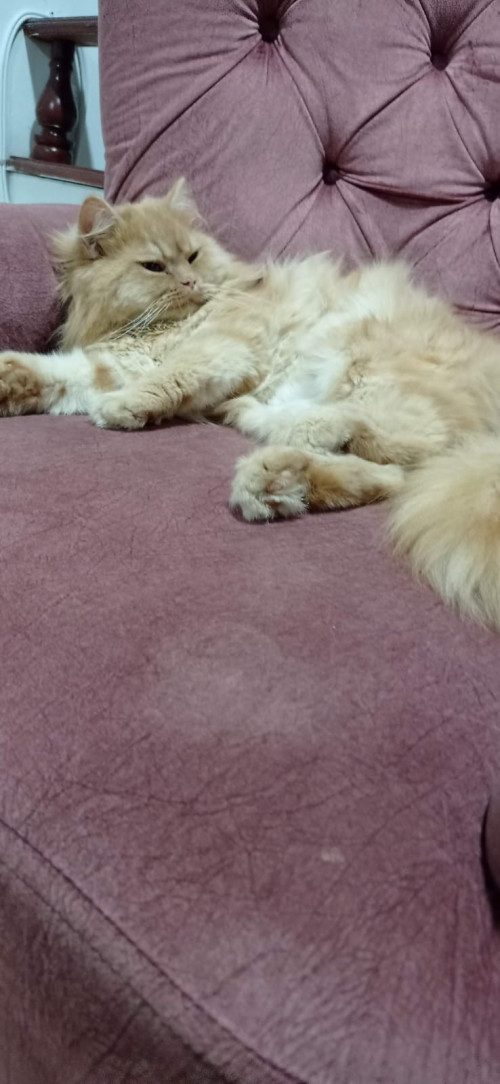 Paco