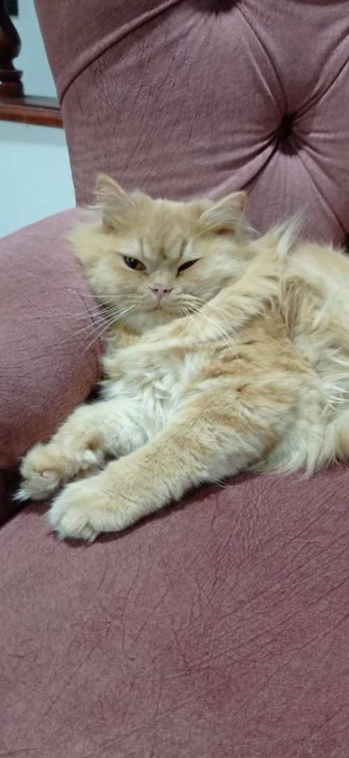 Paco