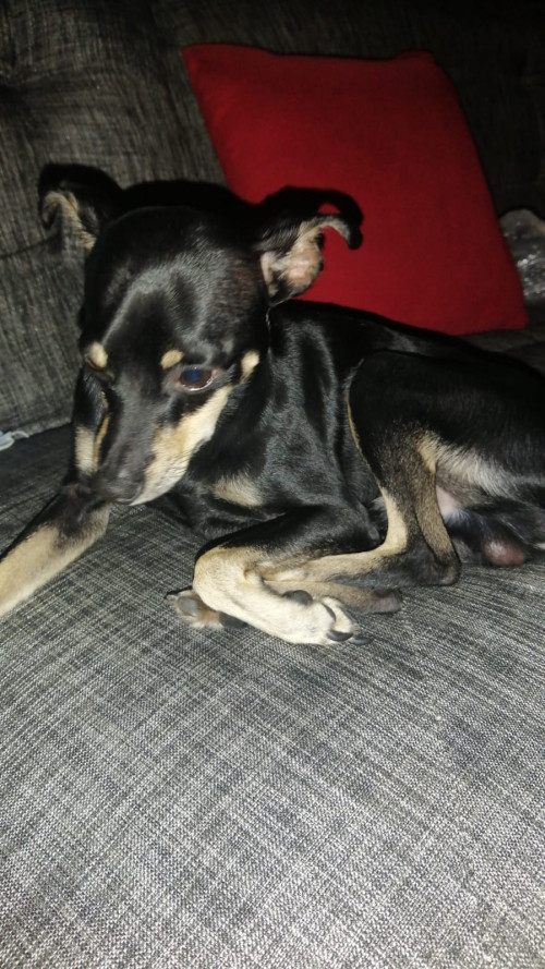 Tobi