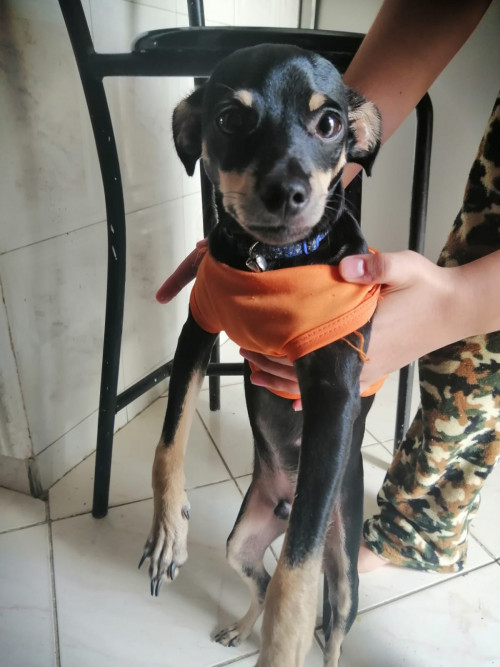 Tobi