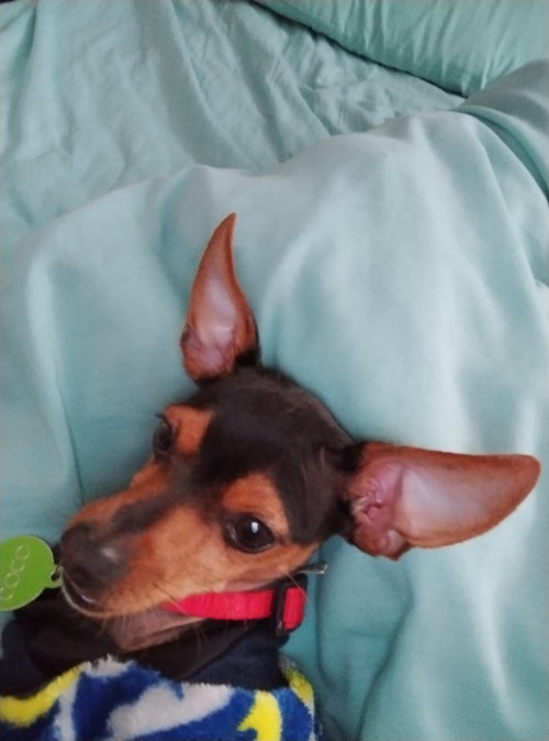 Coco