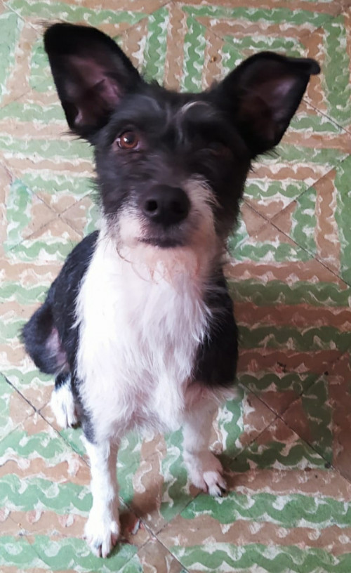 Negra