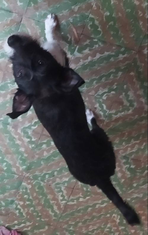 Negra