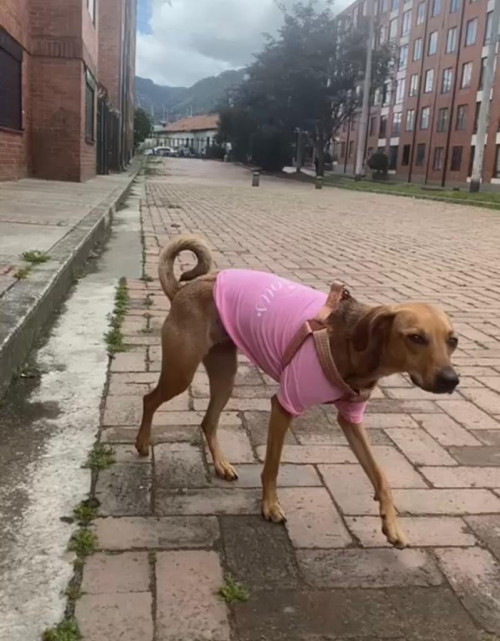 Bonni