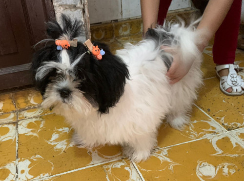 Lady