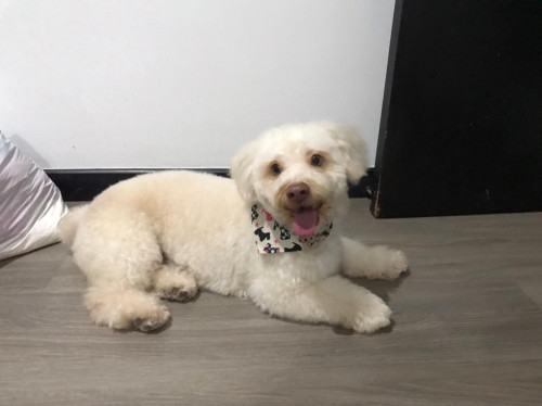 Bella
