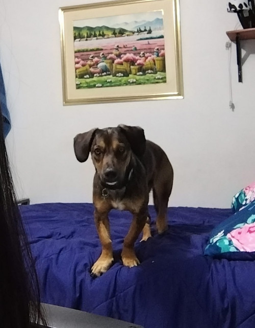 Mocca