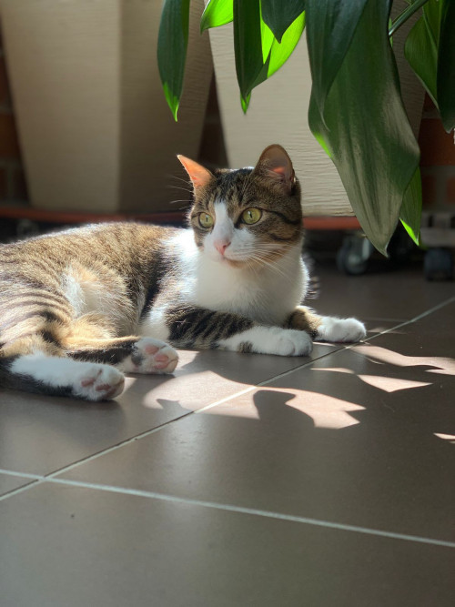 Mia