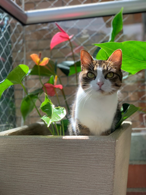 Mia