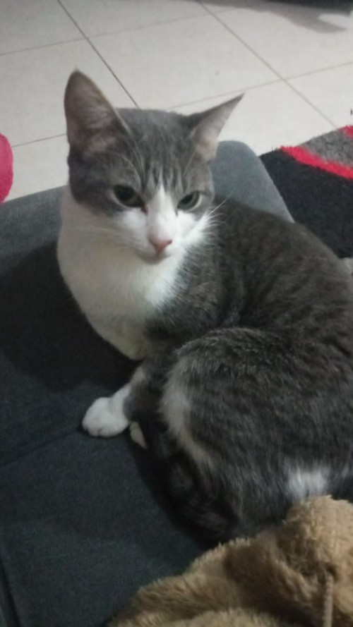 Michina