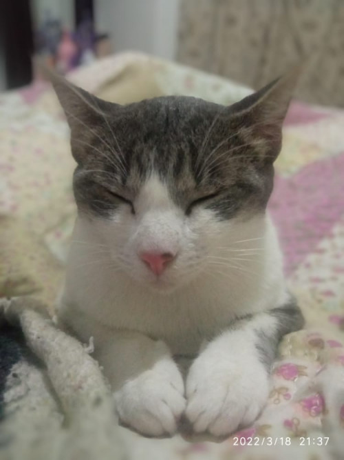 Michina