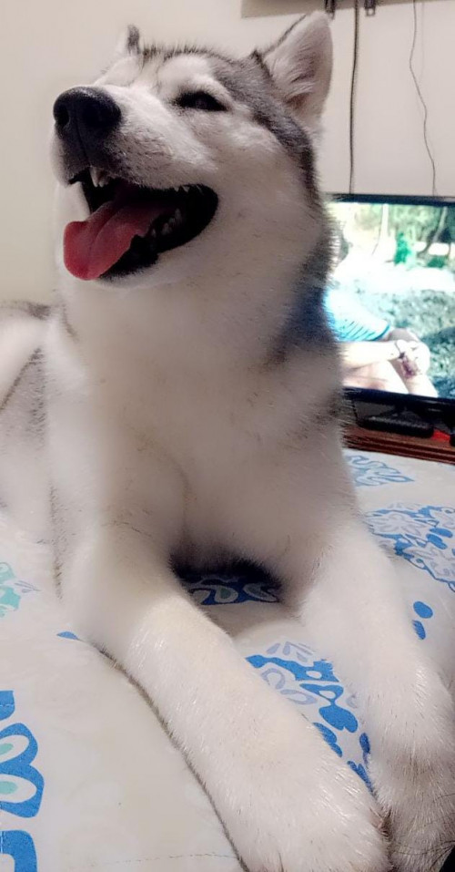 Zafira