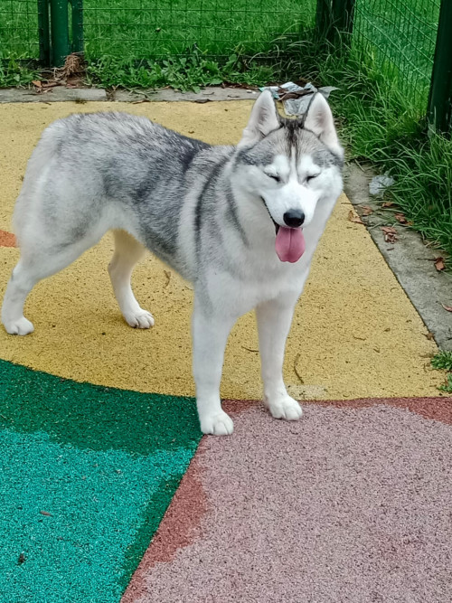 Zafira