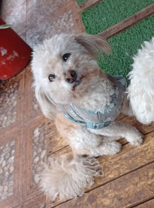 Bruno