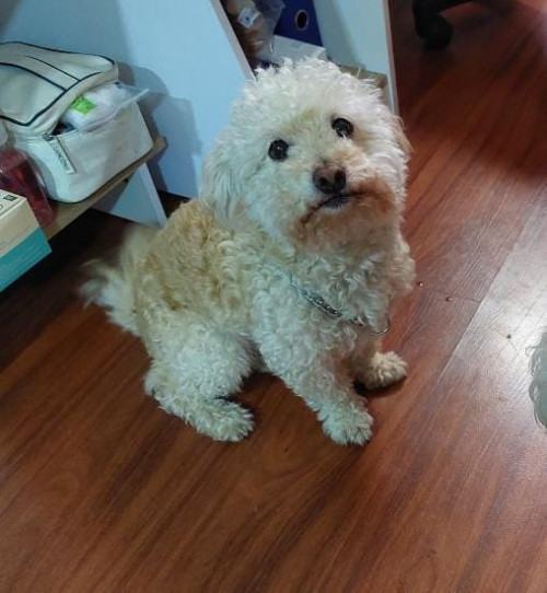 Bruno